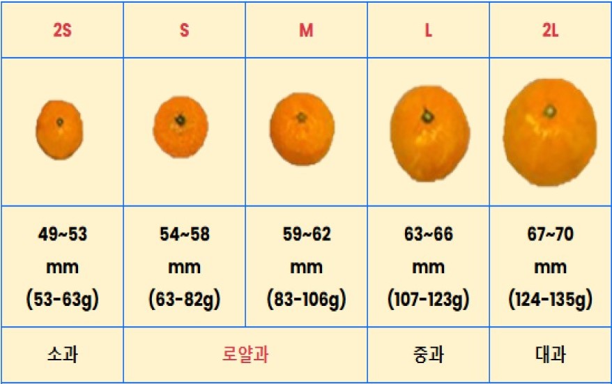 제주귤크기5단계